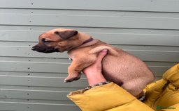 Mixed Breed dogs for sale: Stunning bullherder pups  - Image 4