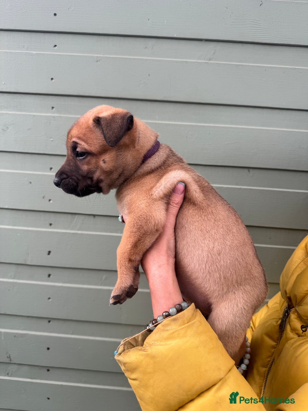 Mixed Breed dogs for sale: Stunning bullherder pups  - Image 4
