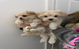 Mixed Breed dogs for sale: Beautiful litter of lhatese baby’s 🥰❤️ - Advert 7