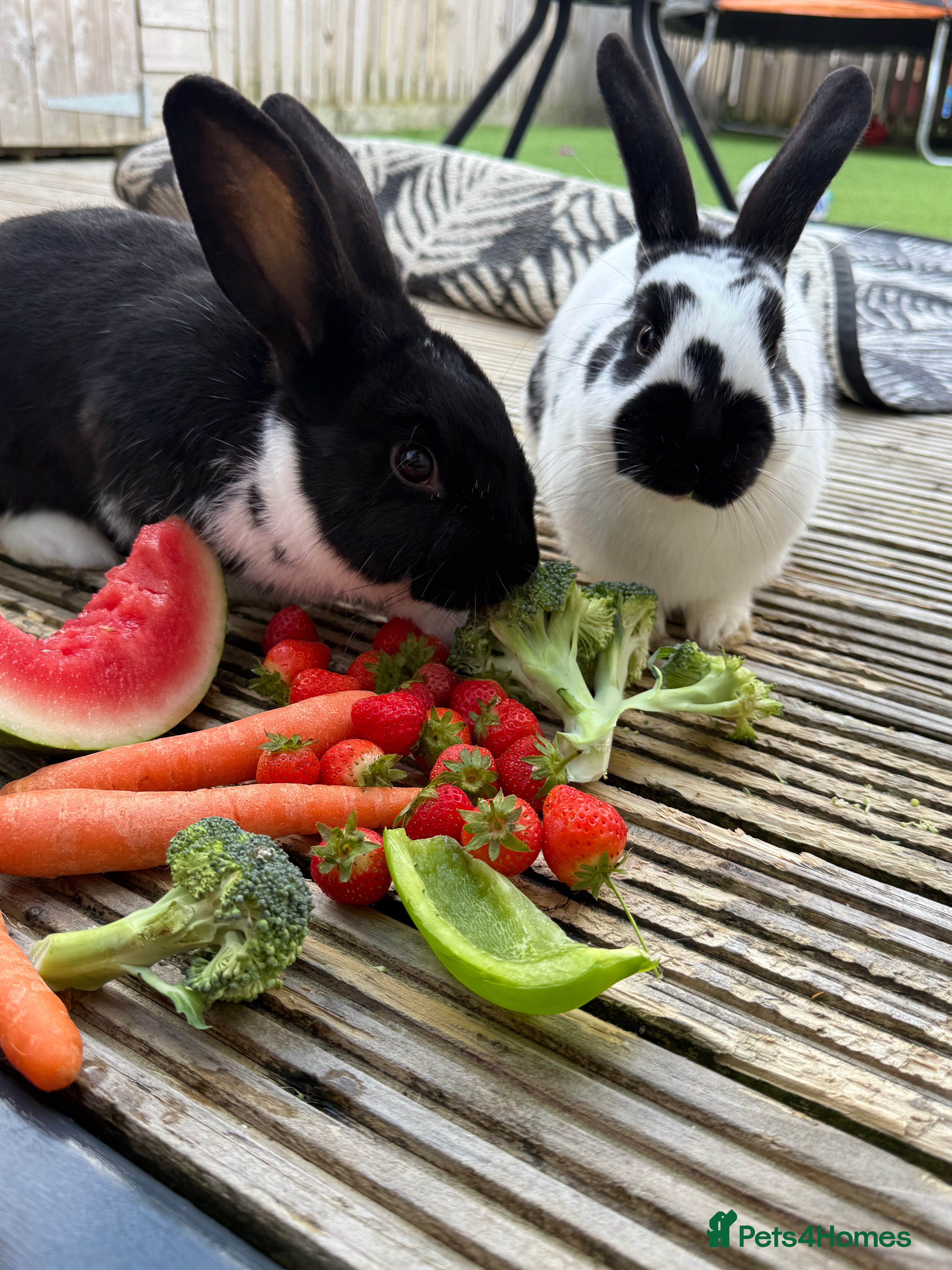 Mixed Breed rabbits Two male rabbits with hutch  - Advert 9