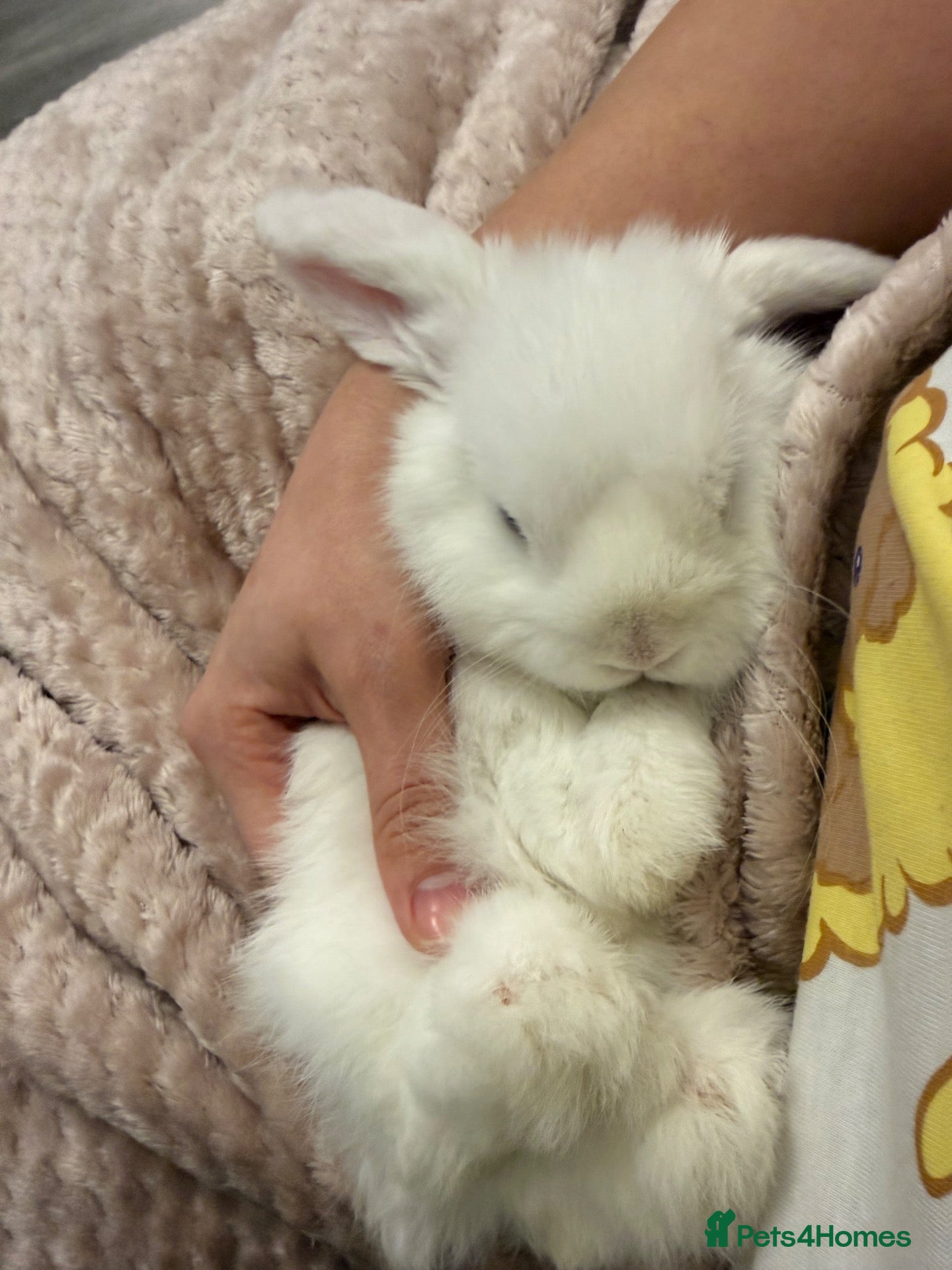 Mini Lop rabbits 🐰❤️ BEAUTIFUL 9-MONTH-OLD MINI LOP - Advert 5