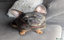 French Bulldog dogs for sale: French Bulldog - Image 3