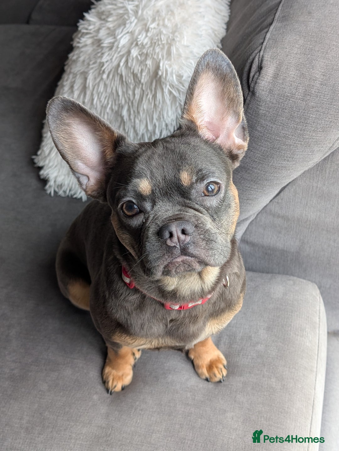 French Bulldog dogs for sale: French Bulldog - Image 3