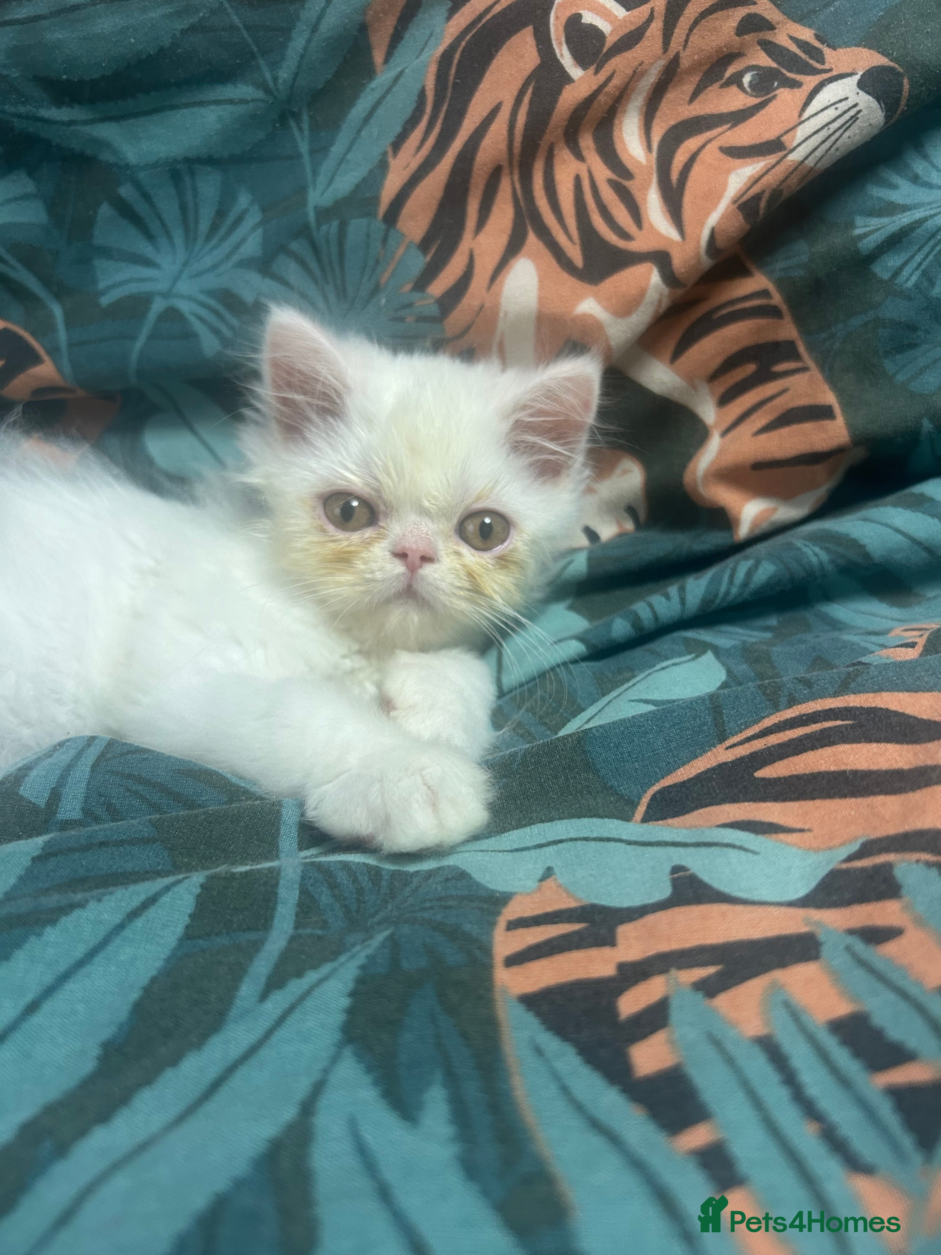 Persian cats Beautiful Persian kittens - Advert 5