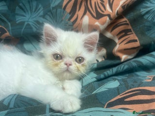 Persian cats Beautiful Persian kittens - Advert 17