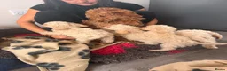 Cockapoo dogs for sale: F1b cockerpoos ready tomorrow  - Advert 5