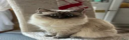 Ragdoll cats for sale: Gorgeous Fluffy Ragdoll Kitten – 3 Months Old - Advert 7
