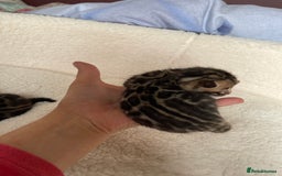 Bengal cats for sale: Bengal kittens for sale-Stunning 3-color Rosettes  - Image 16