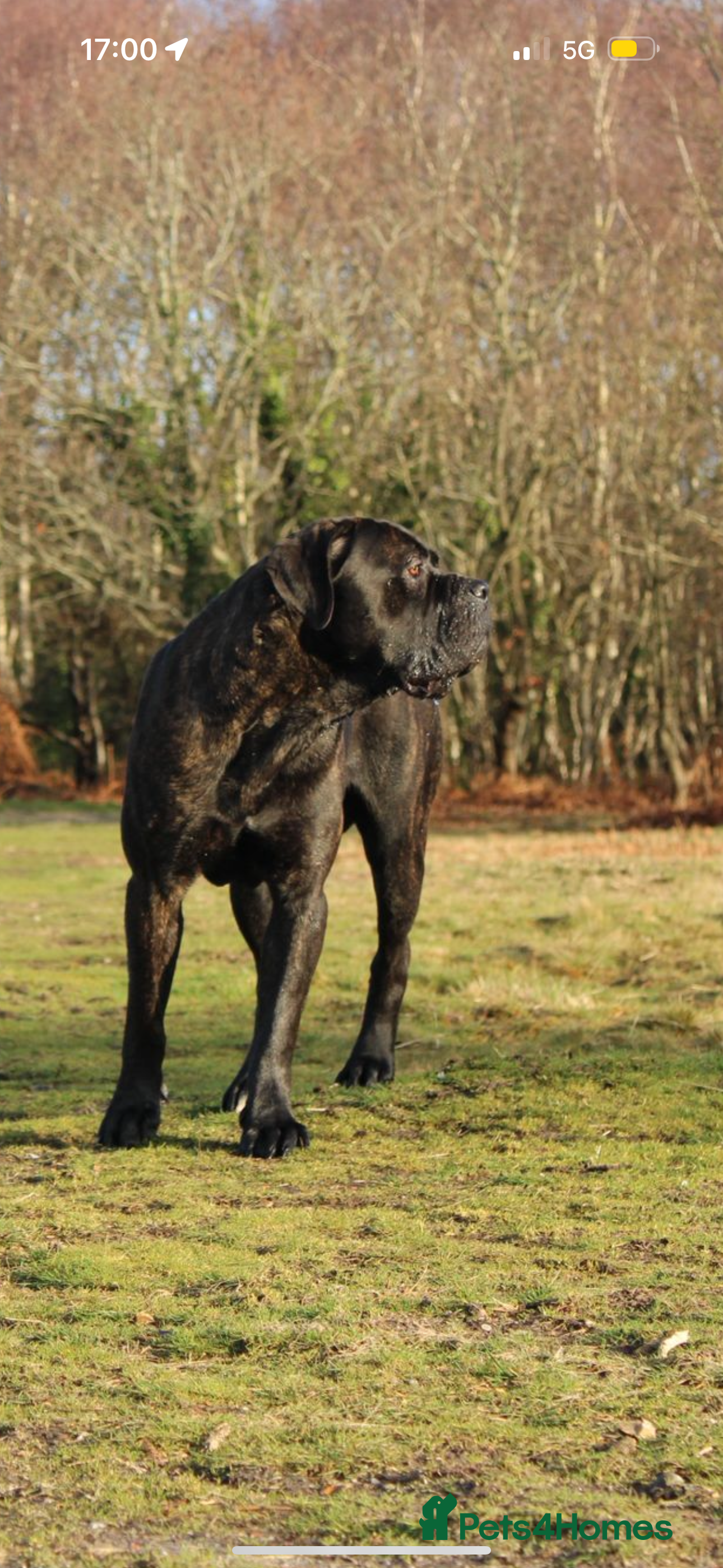 Cane Corso dogs FCI CANE CORSO MALE AT STUD - Advert 1