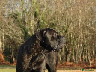 Cane Corso dogs FCI CANE CORSO MALE AT STUD - Advert 1