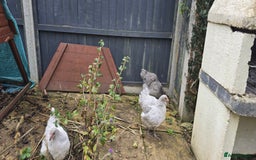 Chickens poultry for sale: Lavender buff Orpington  - Image 3