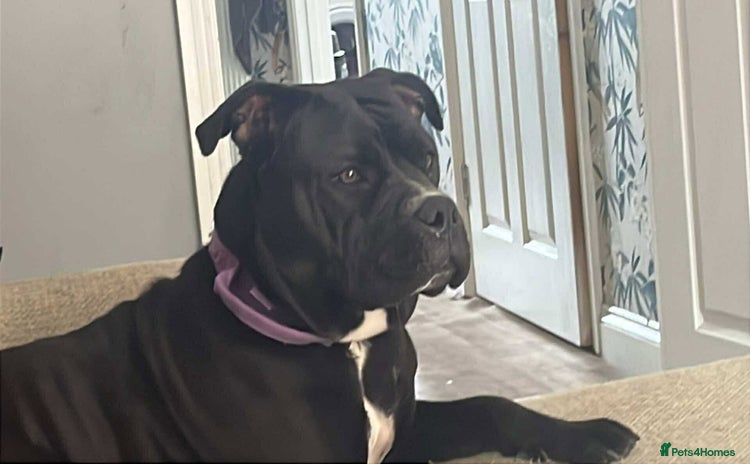 Staffordshire Bull Terrier dogs - Advert 1