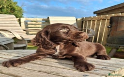 Cocker Spaniel dogs for sale: Cocker Spaniel puppies  - Image 7