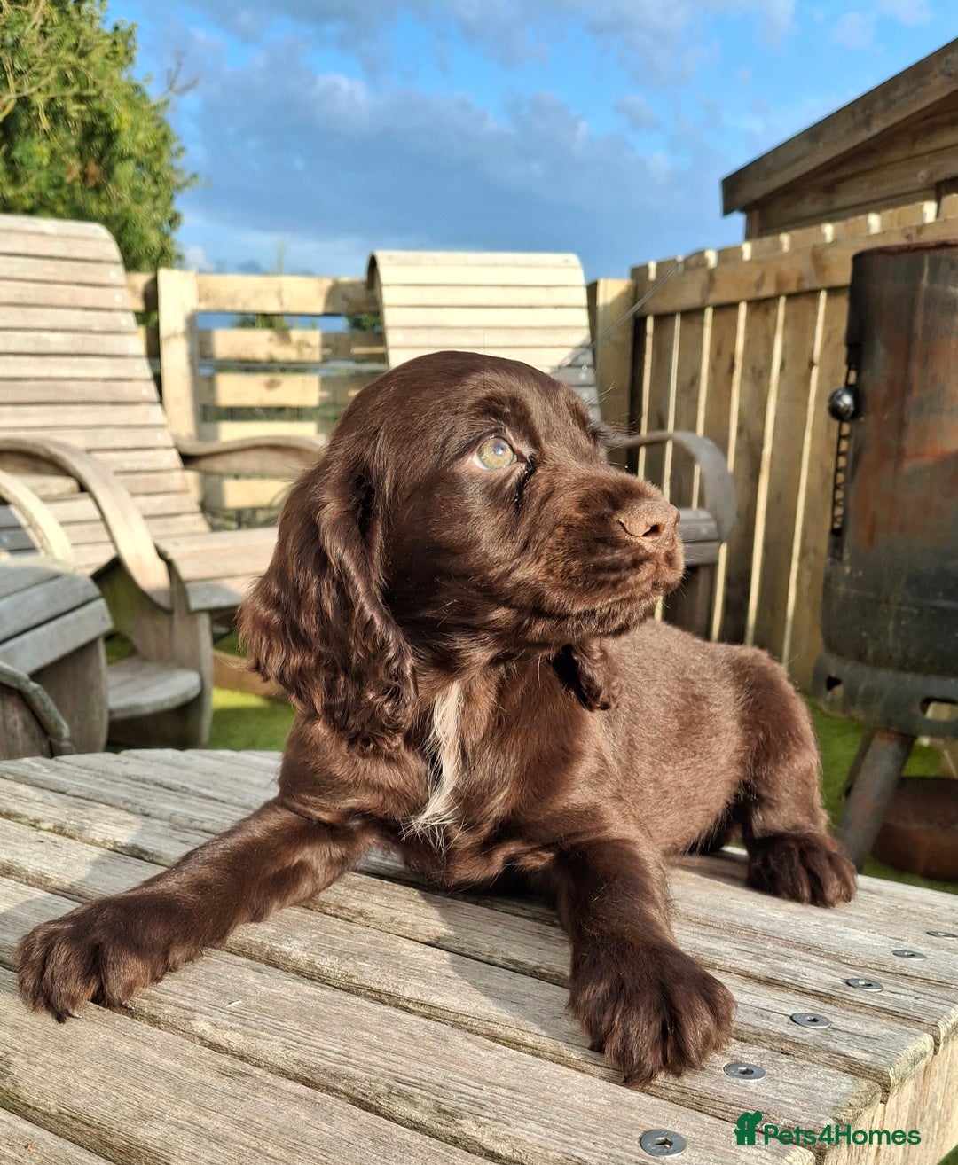 Cocker Spaniel dogs for sale: Cocker Spaniel puppies  - Image 7