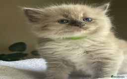 Ragdoll cats for sale: TICA registered pedigree Mink & blue point kittens - Image 16