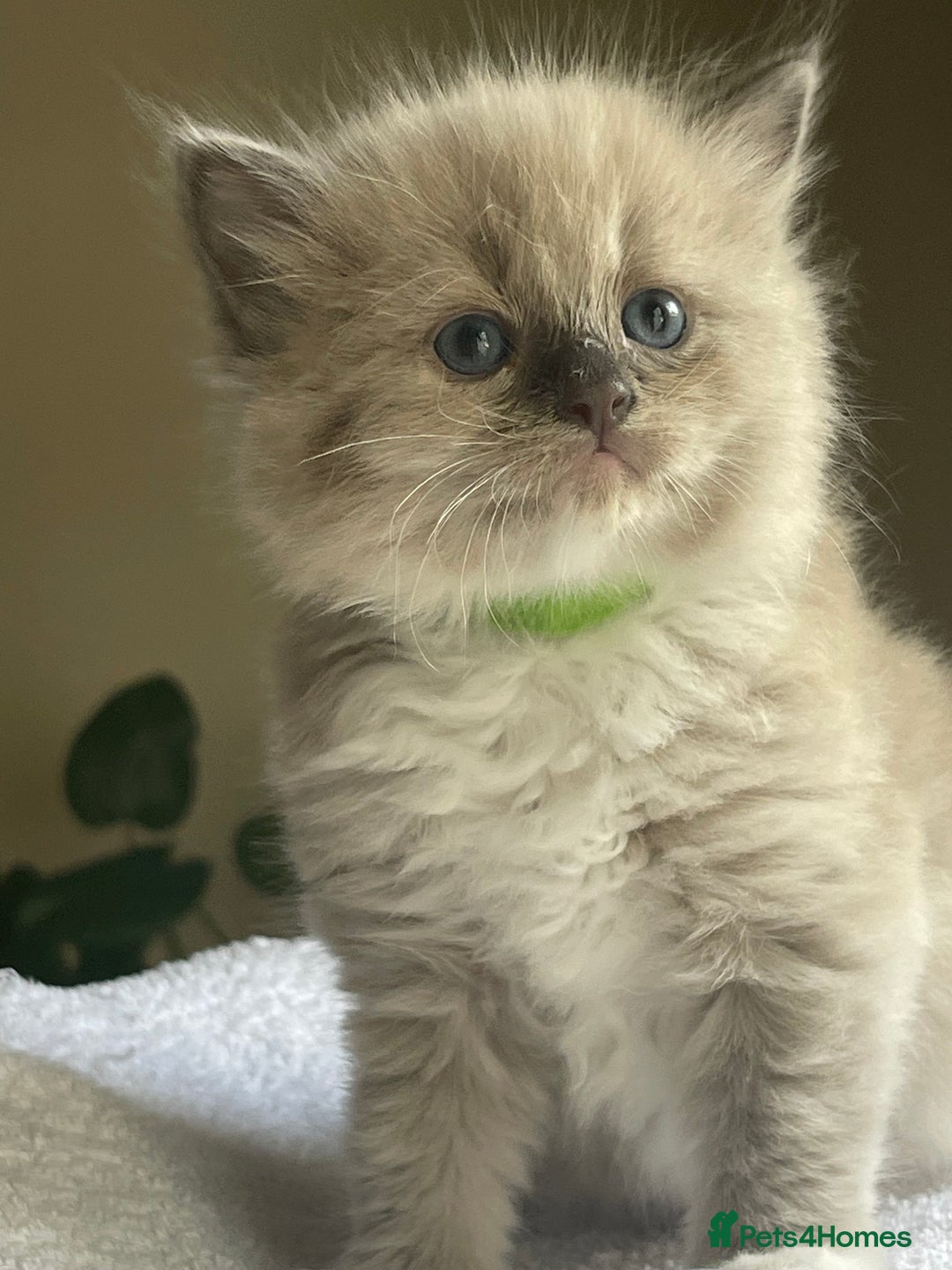 Ragdoll cats for sale: TICA registered pedigree Mink & blue point kittens - Image 16