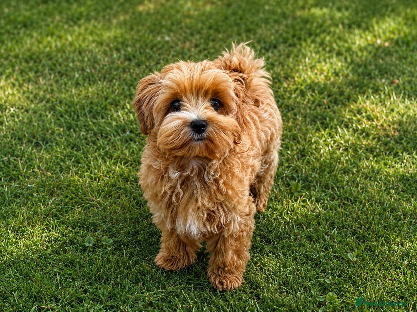 Maltipoo dogs Tiny Asian Maltipoo. DNA tested parents. - Advert 1