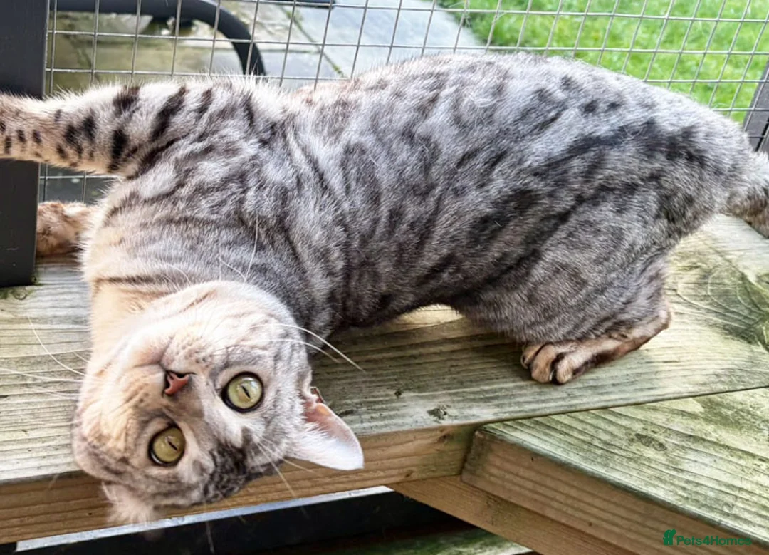 Bengal cats for sale: Outstanding ACTIVE Silver rosetted Bengal boy  - Advert 11