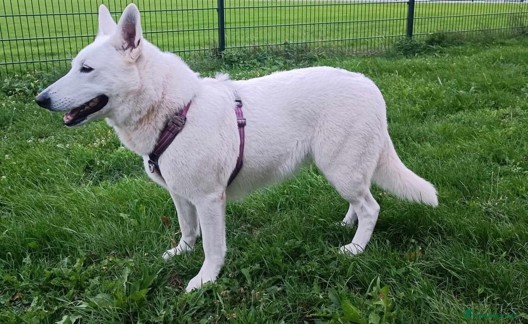 German Shepherd dogs for stud: Proven White Shepherd Dog ~ Frozen Semen Available - Image 7