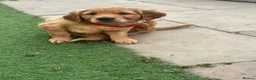 Golden Retriever dogs for sale: Family raised, fox red golden retriever puppies. - Advert 3
