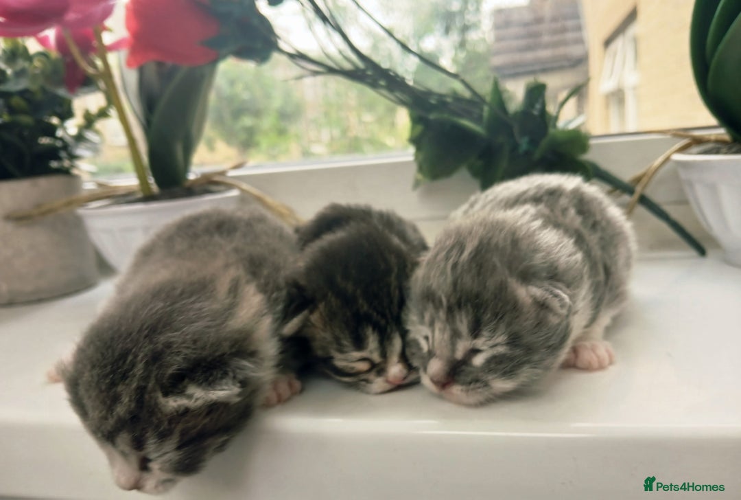 Russian Blue cats for sale: Russain blue x Maine coon Kittens for Sale - Image 14