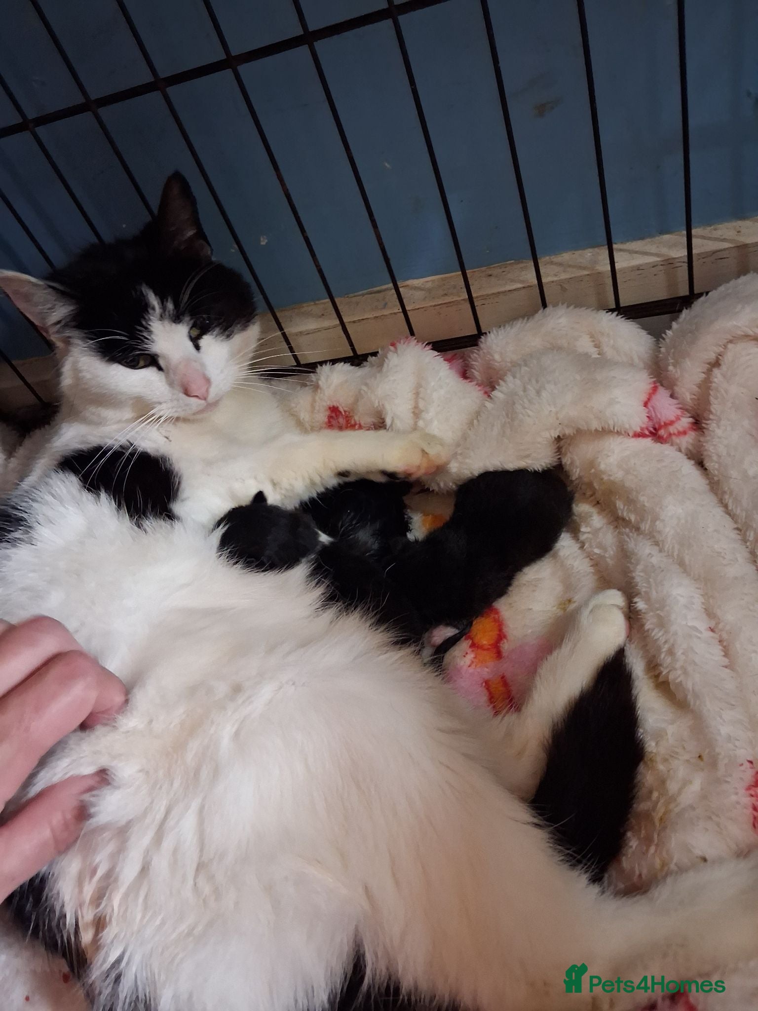 Mixed Breed cats Kittens looking for there forever home - Advert 1