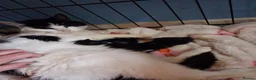 Mixed Breed cats for sale: Kittens looking for there forever home - Advert 1
