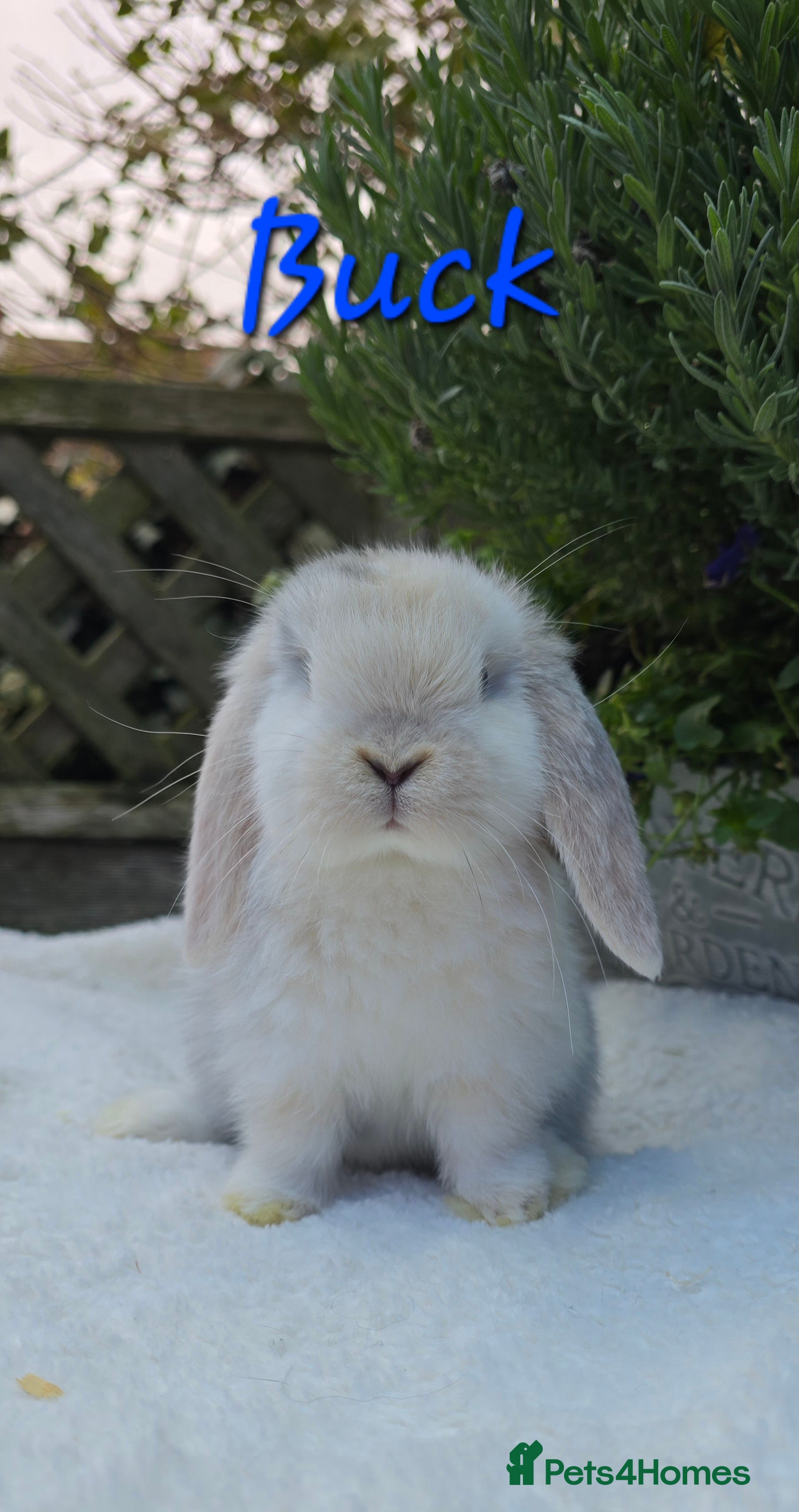 Mini Lop rabbits Beautiful mini lops girls and boys - Advert 12
