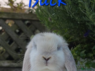 Mini Lop rabbits Beautiful mini lops girls and boys - Advert 3