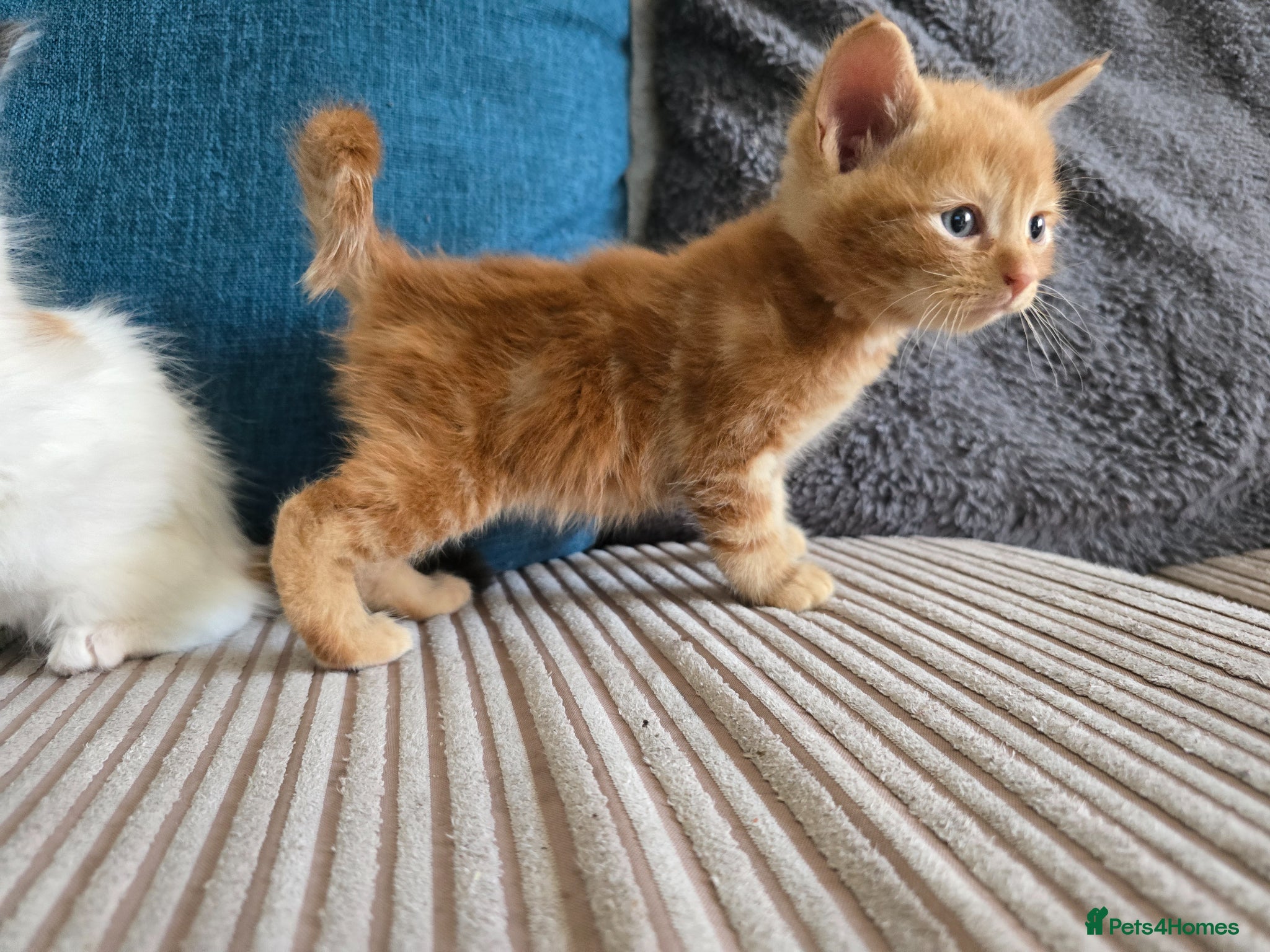 Mixed Breed cats Ginger male, longhair female  - Advert 14