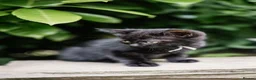 Mixed Breed cats for sale: LAST 2: British shorthair kittens - Advert 17