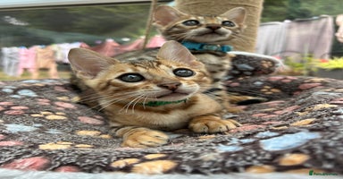 Bengal cats - Advert 13