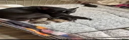 Mixed Breed dogs for sale: Two female puppies for sale  - Advert 6