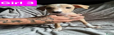 Lurcher 5