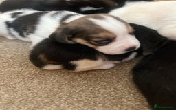 Beagle dogs for sale: KC reg,,, Charterwood//dyalyn  beagles - Image 3