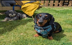 Dachshund dogs for stud: Standard black and tan dachshund for stud  - Image 5