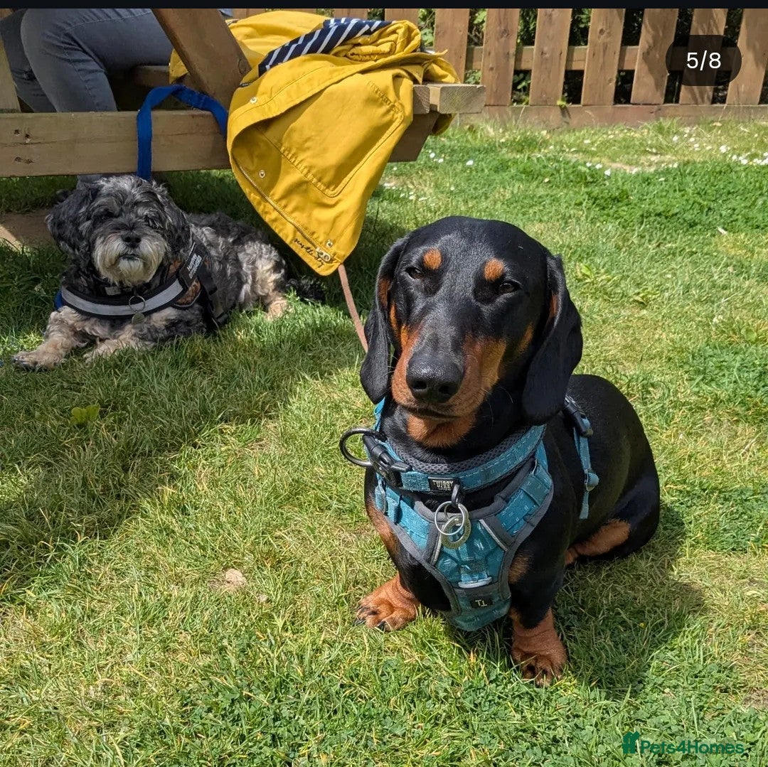 Dachshund dogs for stud: Standard black and tan dachshund for stud  - Image 5