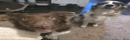 Border Collie dogs for sale: Purebred Border Collie Pups to go to forever home! - Advert 10
