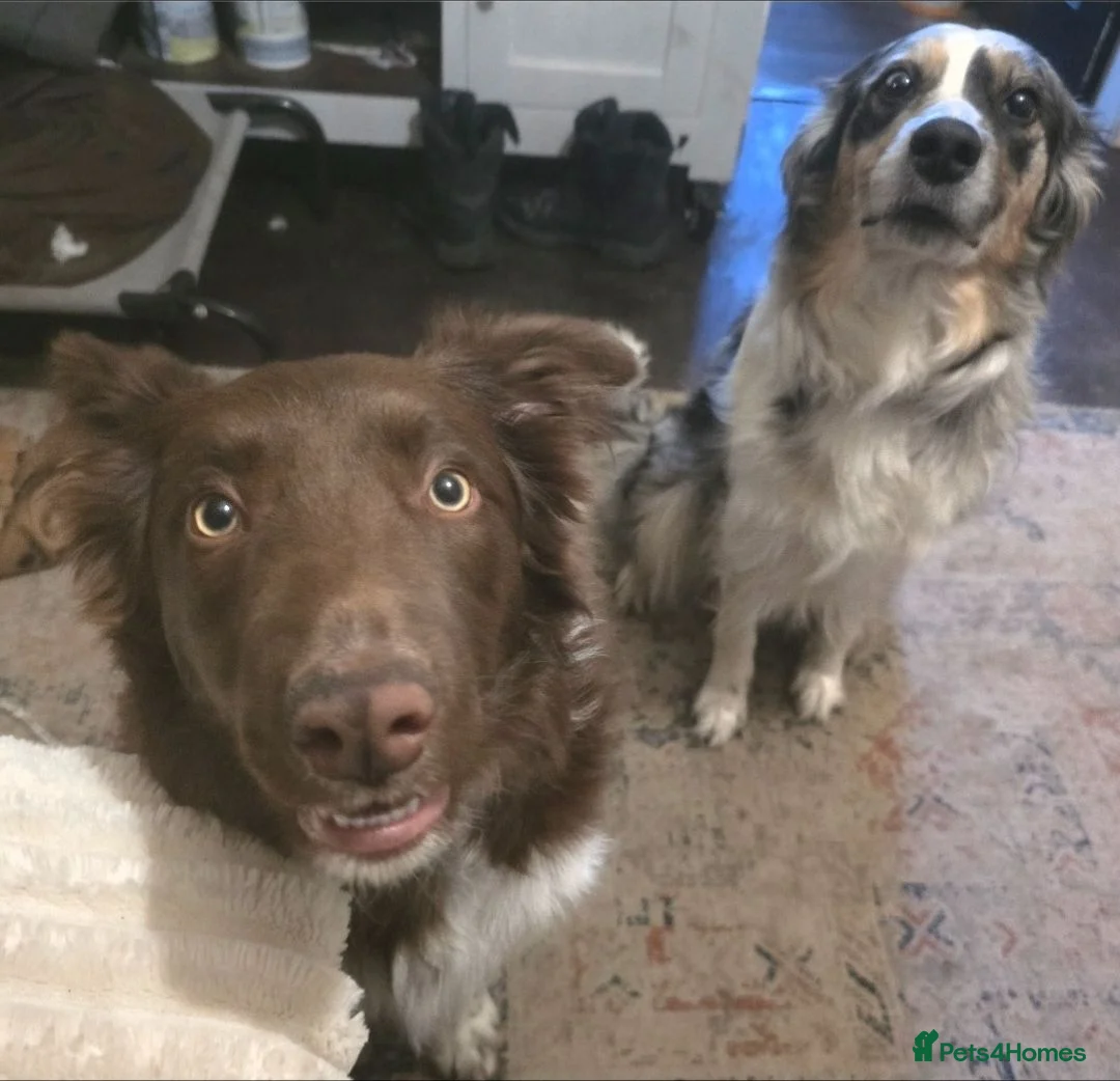 Border Collie dogs for sale: Purebred Border Collie Pups to go to forever home! - Advert 10