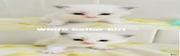 Ragdoll cats for sale: Five Beautiful Ragdoll Kittens Now Available🤍 - Advert 17