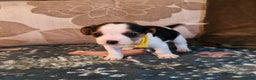 Mixed Breed dogs for sale: Cavajack Puppies  - Advert 3