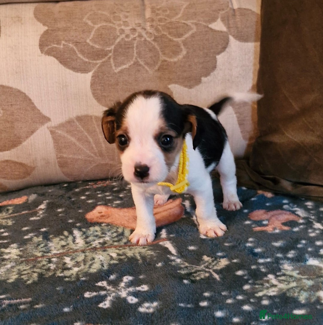 Mixed Breed dogs for sale: Cavajack Puppies  - Advert 3