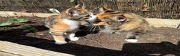 Maine Coon cats for sale: LAST FEMALE TORTOISESHELL MAINE COON X  - Advert 8