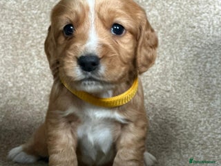Cocker Spaniel dogs for sale: Beautiful Cocker Spaniel Puppies - Advert 1