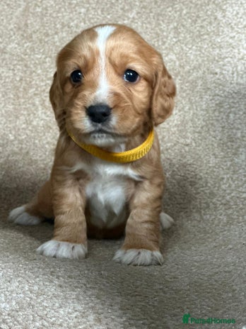 Cocker Spaniel dogs Beautiful Cocker Spaniel Puppies - Advert 3