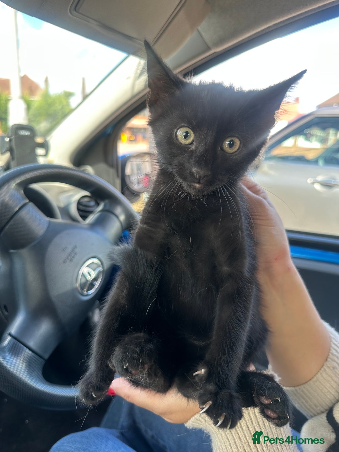 Domestic Shorthair cats for sale: Black male kitten available, 10-12 weeks old  - Image 1