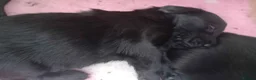 Flat coated Retriever dogs for sale: Litter of Lovely Flat Coat pups - Advert 4