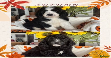 Saint Bernard dogs - Advert 7