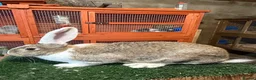 Continental Giant rabbits for sale: Pure breed continental giants female  - Advert 11