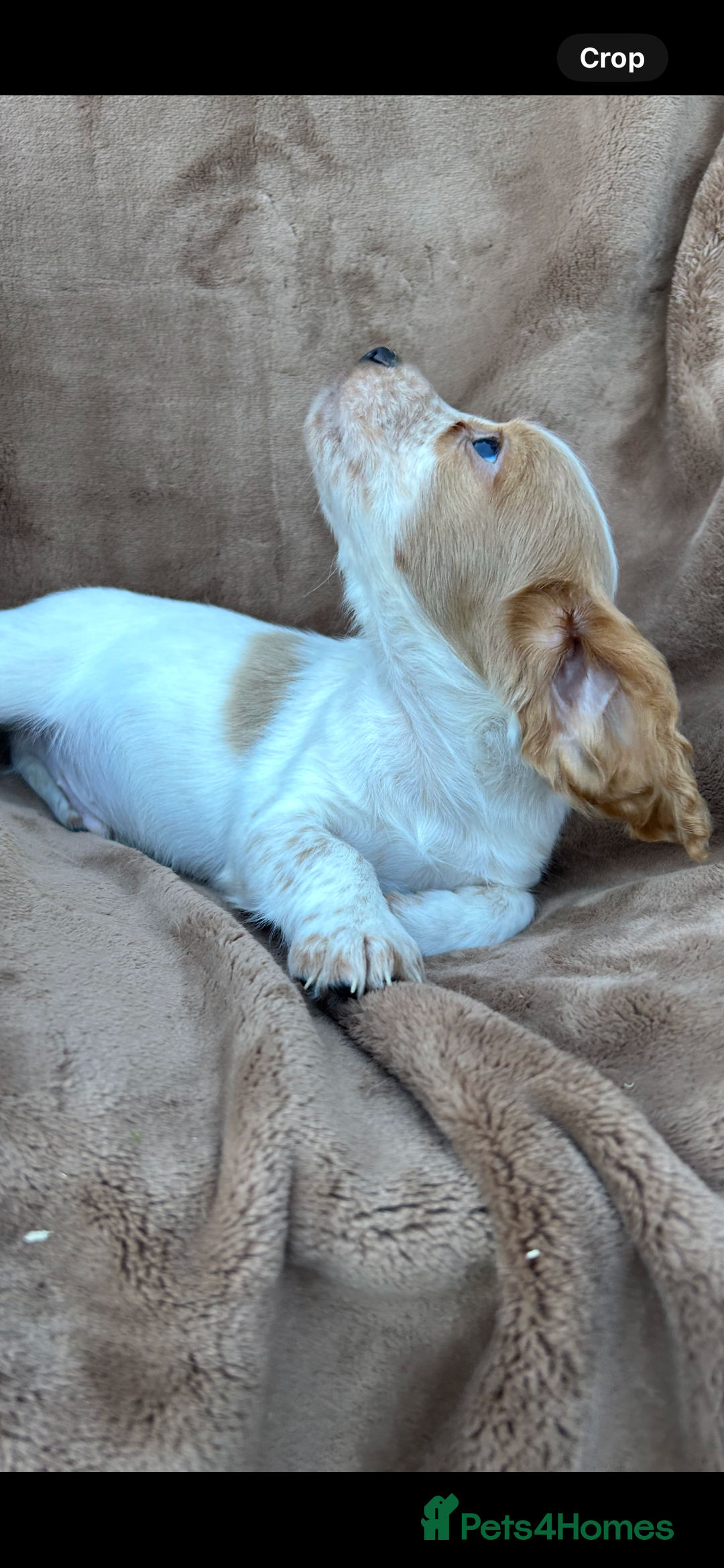 Cocker Spaniel dogs for sale: Gorgeous kc registered cocker spaniel puppies - Image 11